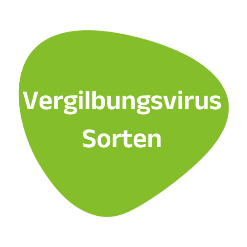 Bild für Kategorie Vergilbungsvirus-Sorten